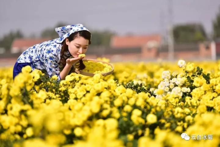 云臺(tái)冰菊基地發(fā)生了什么？一批批領(lǐng)導(dǎo)專家團(tuán)隊(duì)前來！