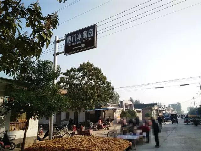 如何找到云臺(tái)冰菊？怎樣找到云臺(tái)冰菊？