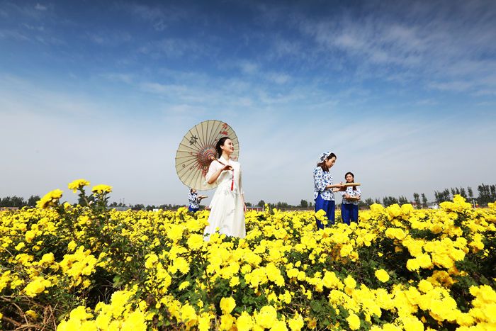 云臺冰菊綠色種植基地景區(qū)